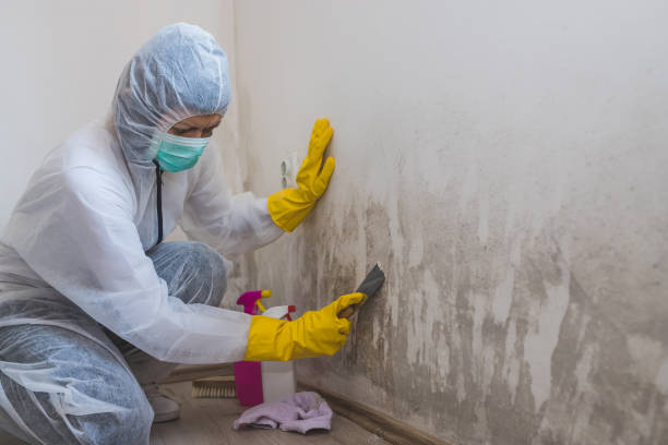 Why You Should Choose Our Mold Remediation Services in Pierceton, IN